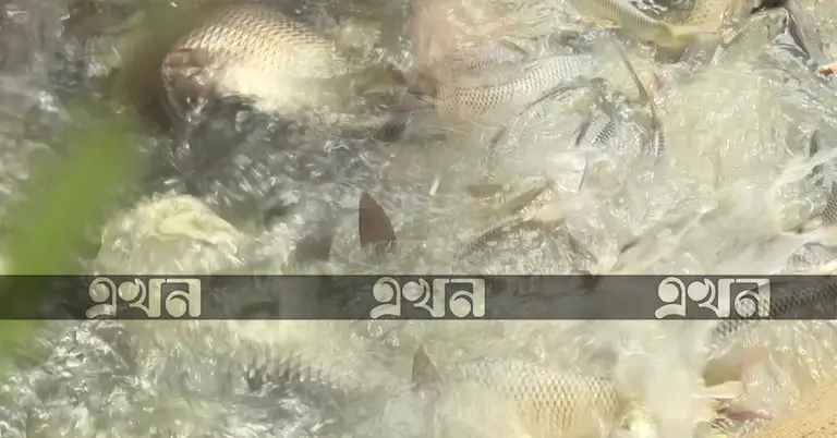 কার্প জাতীয় মাছ